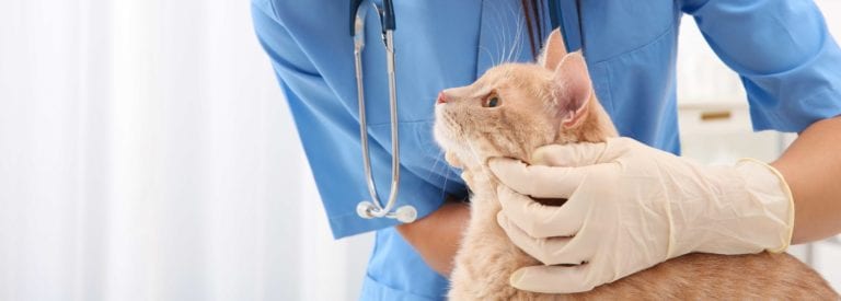 gat al veterinari